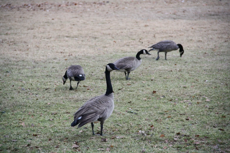 a group of birds standing on top of a grass covered field