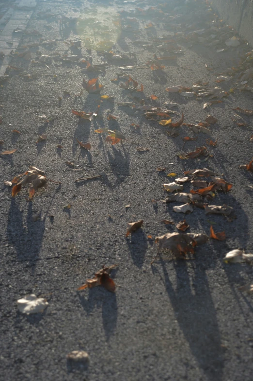 a shadow of people holding hands on the ground