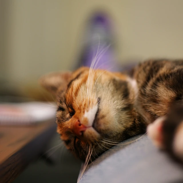 a cat that is laying on top of a table