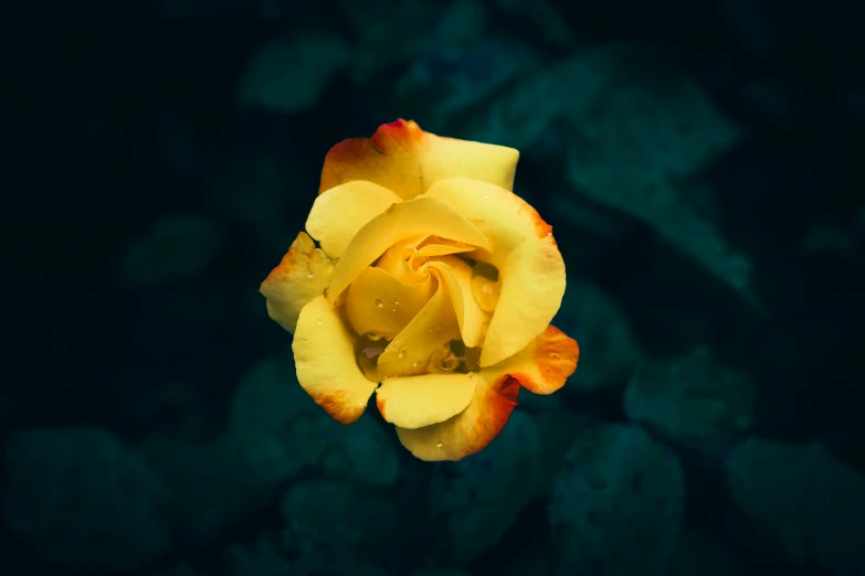 a close up of a flower with water droplets on it