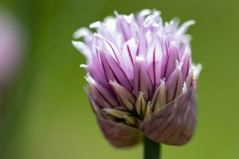 a small flower is placed inside an out - of - focus s