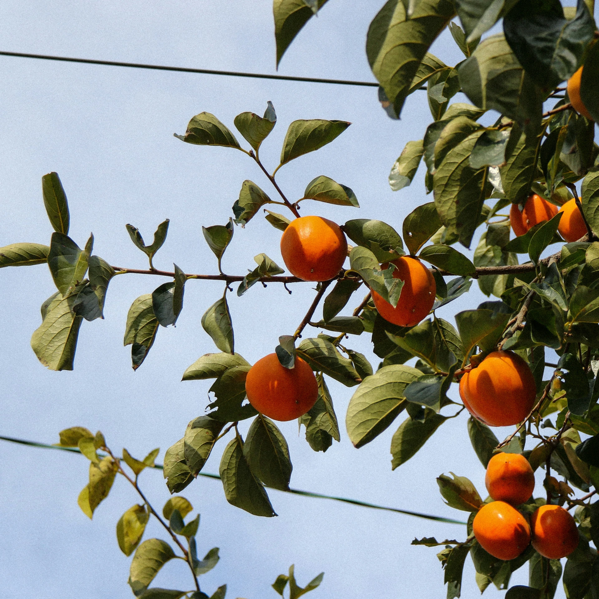 there is a large tree that has some oranges on it