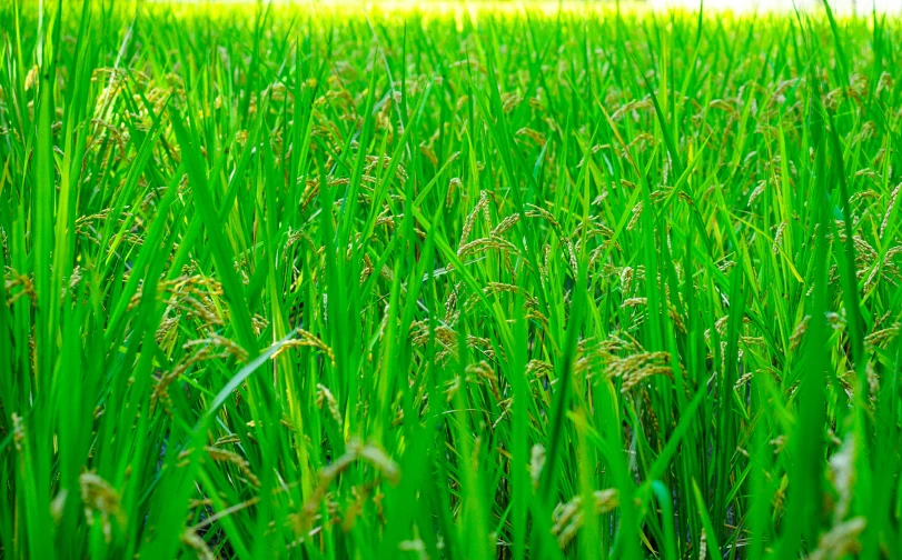 some grass with small flowers is in the background