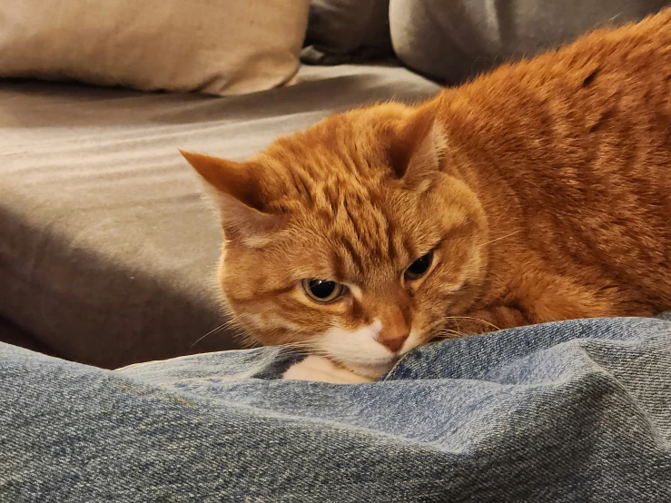 an orange tabby cat lounges on someones denim