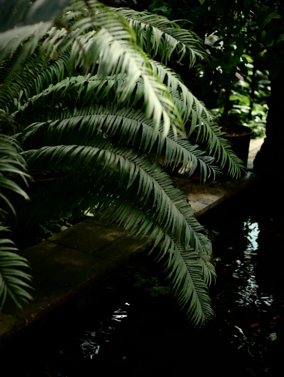 a lush green tropical jungle surrounded by water