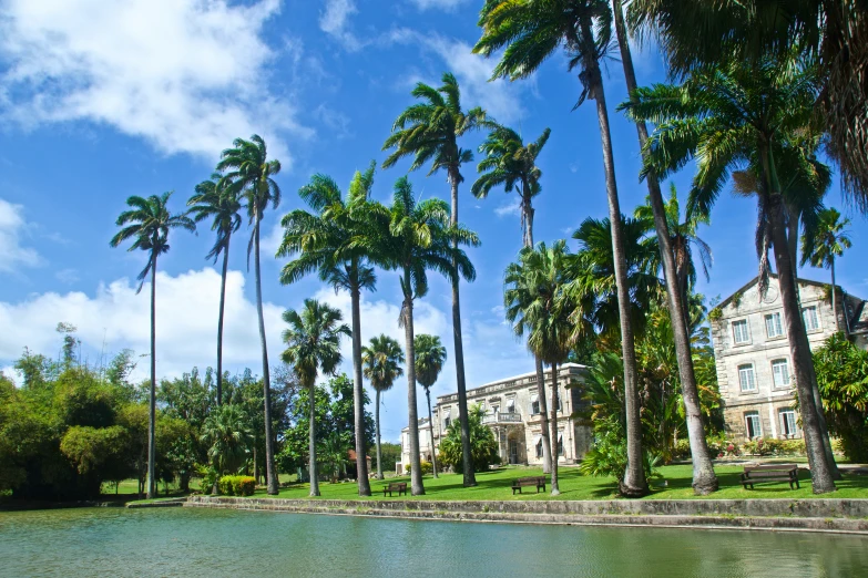 palm trees stand near a pool of water in the grass