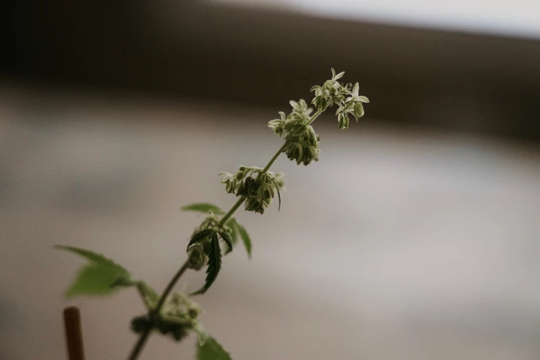 the flowers are almost ready to open up