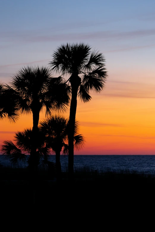 the sunset shows palm trees against a colorful sky