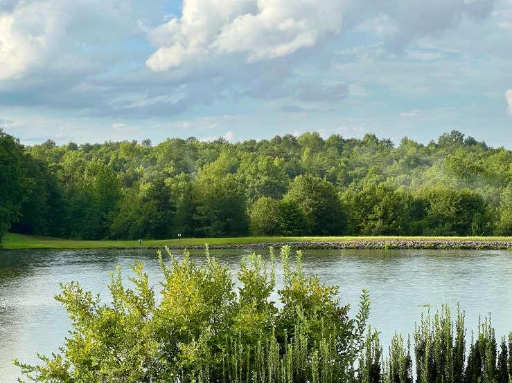 trees surround the water of a pond surrounded by shrubbery