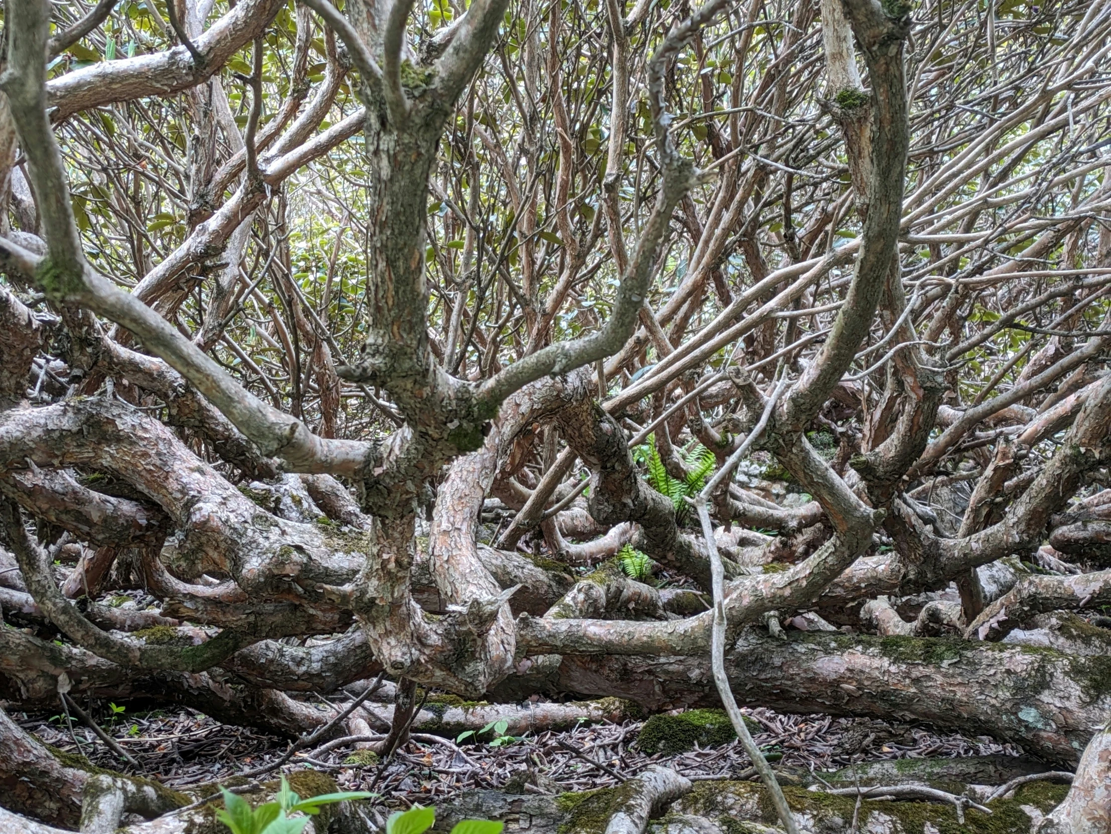 many trees that are in the woods