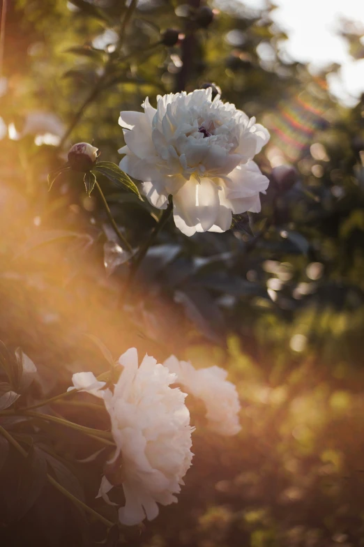 flowers that are white in a tree