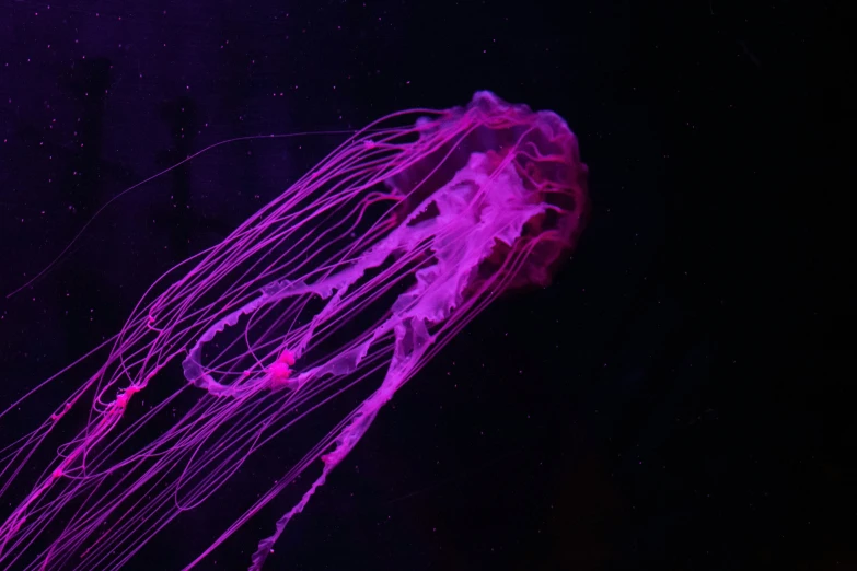 purple jellyfish looking up at a light