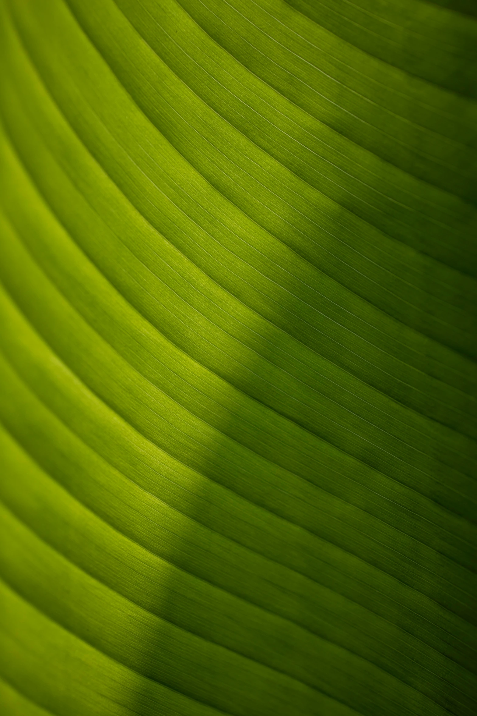 green leaf with a very bright shadow on it