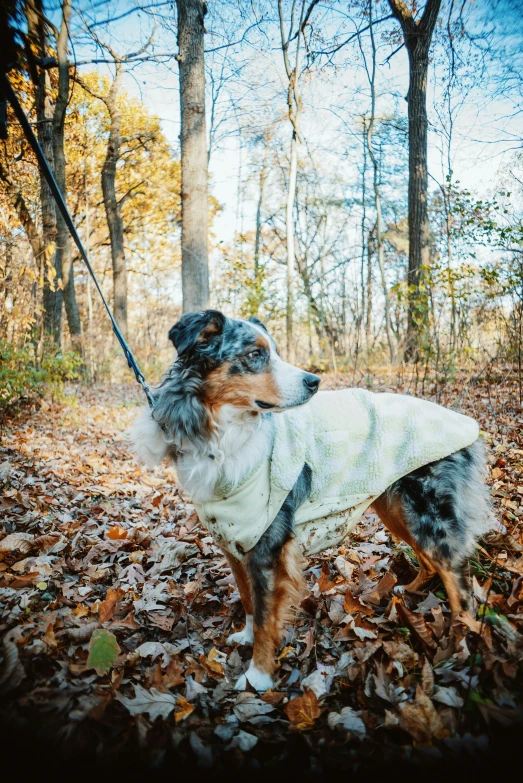 a dog in a blanket stands on leaves