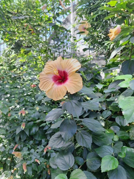 a bright yellow flower with red centers grows through green leaves