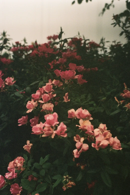 closeup of red flowers and leaves on a bush