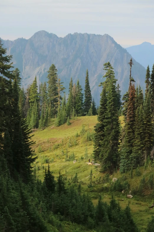 there is a landscape that is very green