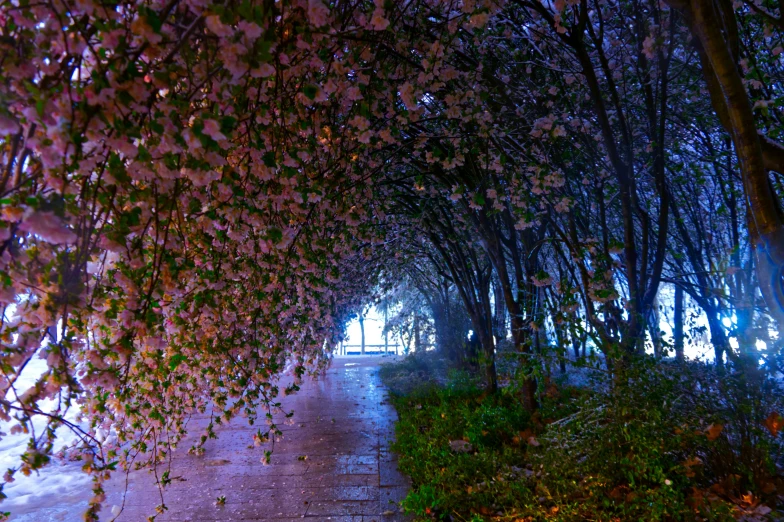 a sidewalk that has some trees lining it