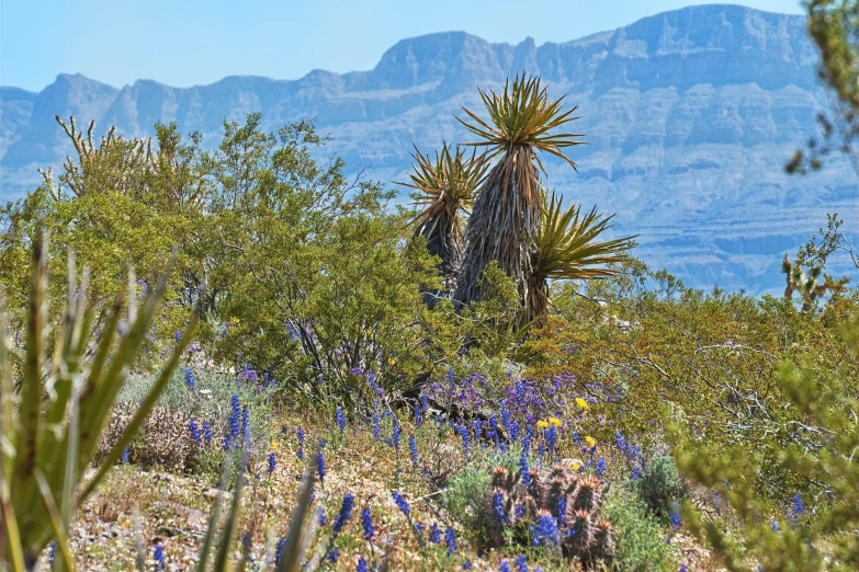 an arid, blue - colored landscape with flowers in bloom and mountains in the distance