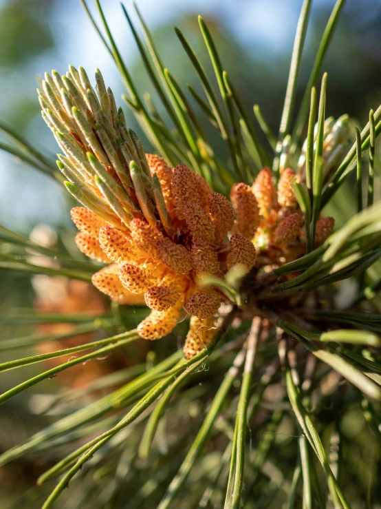 pine seed is starting to turn orange in the sunlight