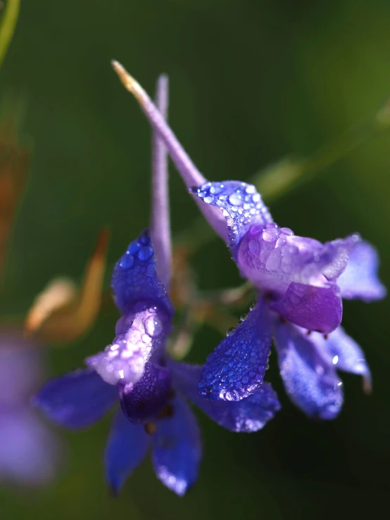 blue and purple flowers with drops of water on them