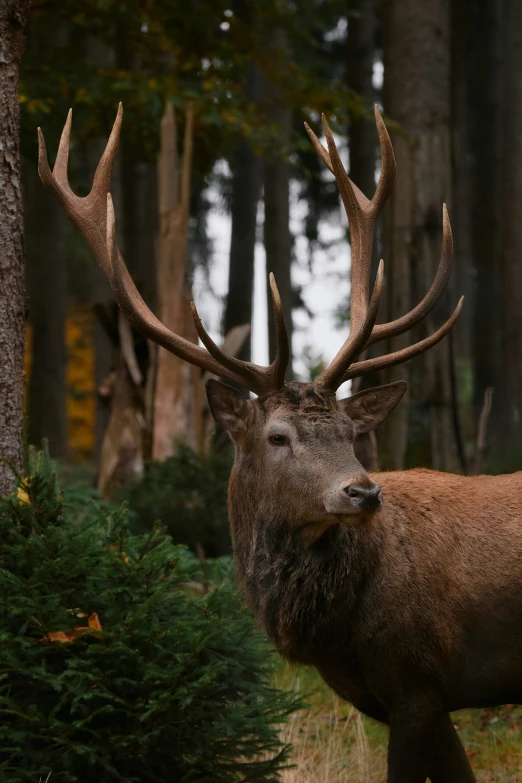 an elk is standing by a tree with antlers