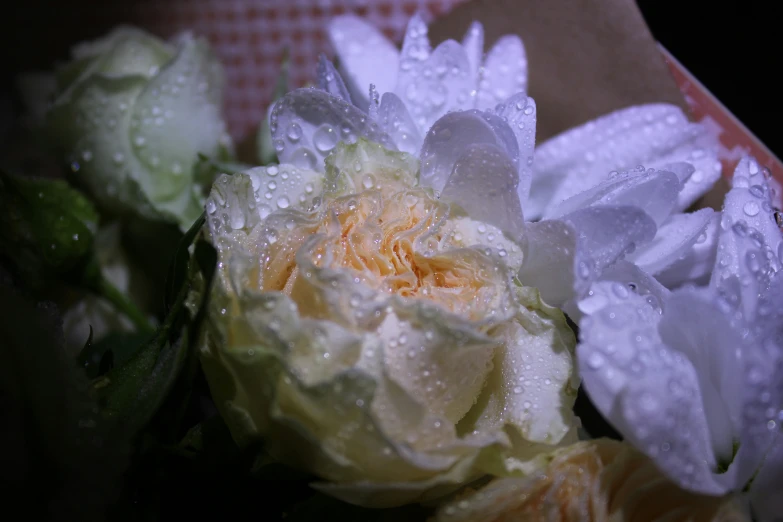 three beautiful flowers with water droplets on them