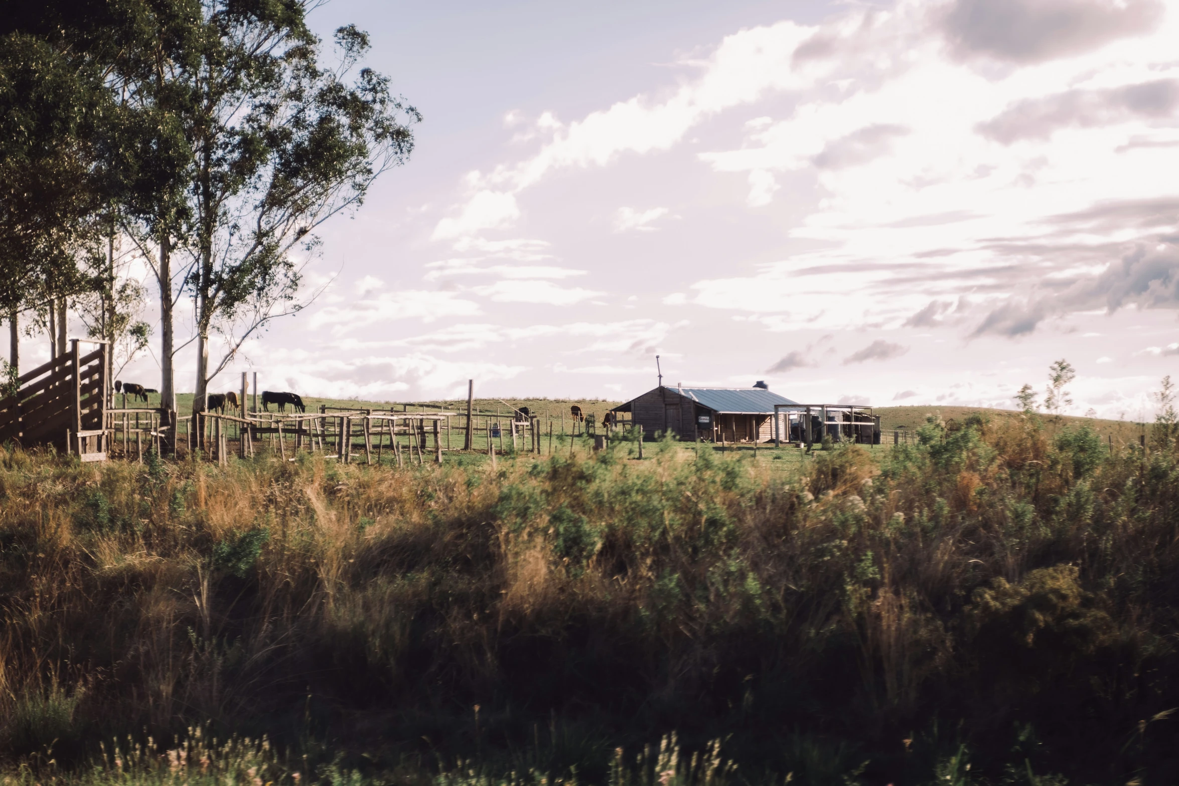 a barn and trees in an open field