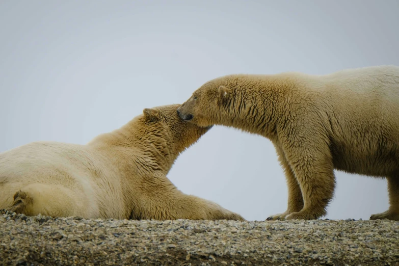 two polar bears are interacting with each other