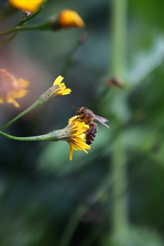 a couple of bees flying around a yellow flower