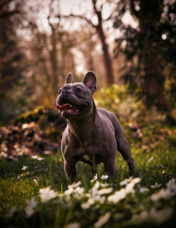 the bulldog is happy and running around the grass