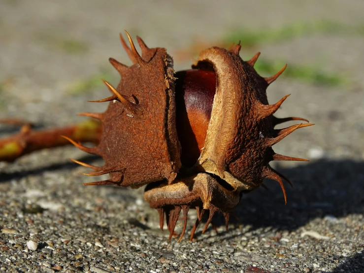 a very cute and small nut on the ground