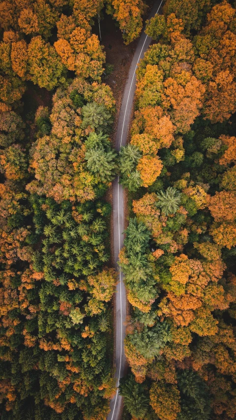 an aerial view of a road through the trees