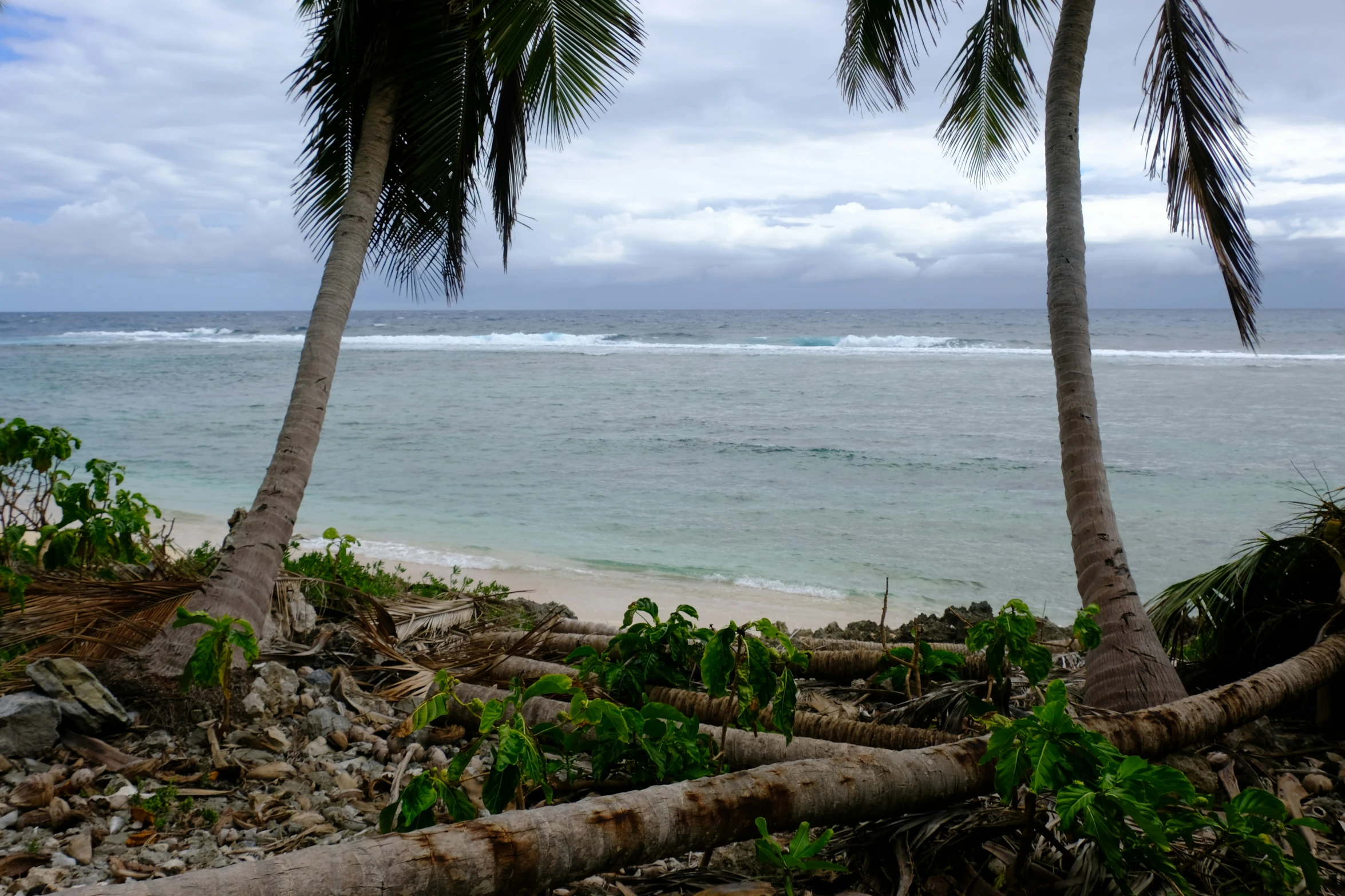 three palm trees with the ocean in the background