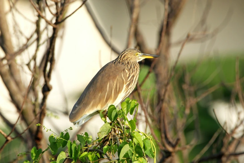 a bird perched on top of a green tree