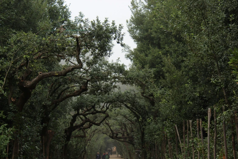 people riding an umbrella down a dirt road lined with trees