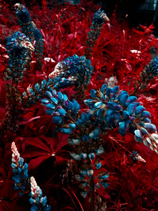 red ground with blue and purple flowers and a building