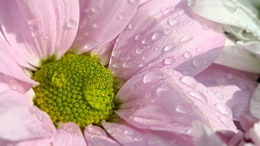 a pink flower with water droplets on it