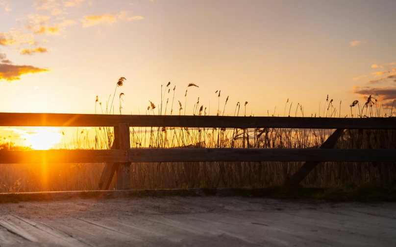 a fenced in area with plants near a sunset