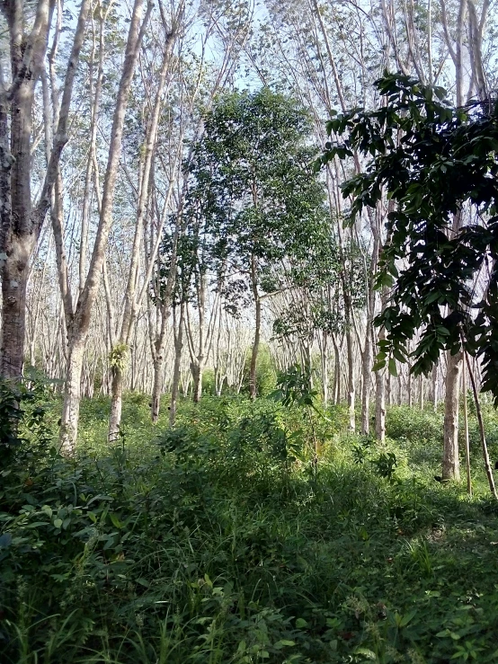 a field with lots of tall trees on top of it