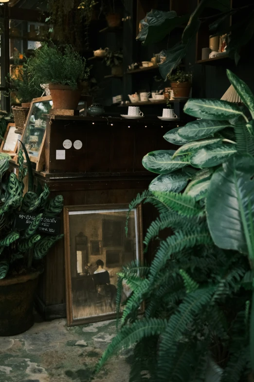 a room full of plants and pictures on the wall