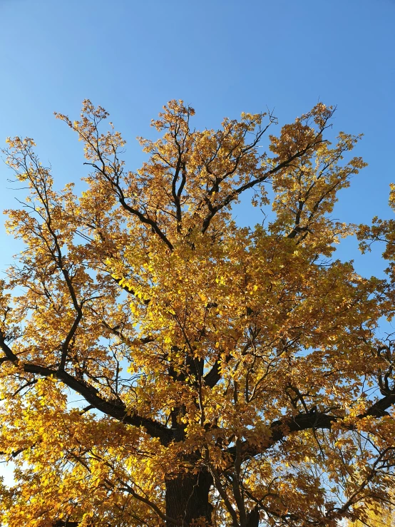 yellow leaves on an autumn tree against a blue sky