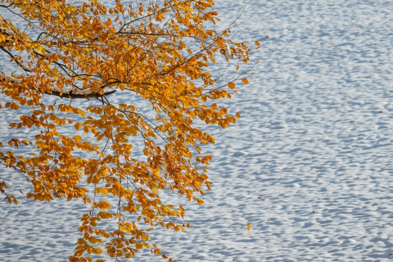 a bench with autumn leaves sitting next to the water