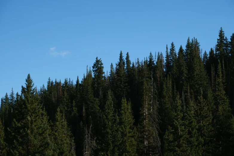 several planes flying above a forest near a tree