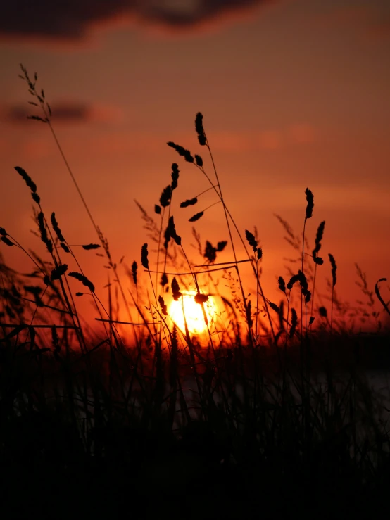 a field with grass and the sun setting behind it