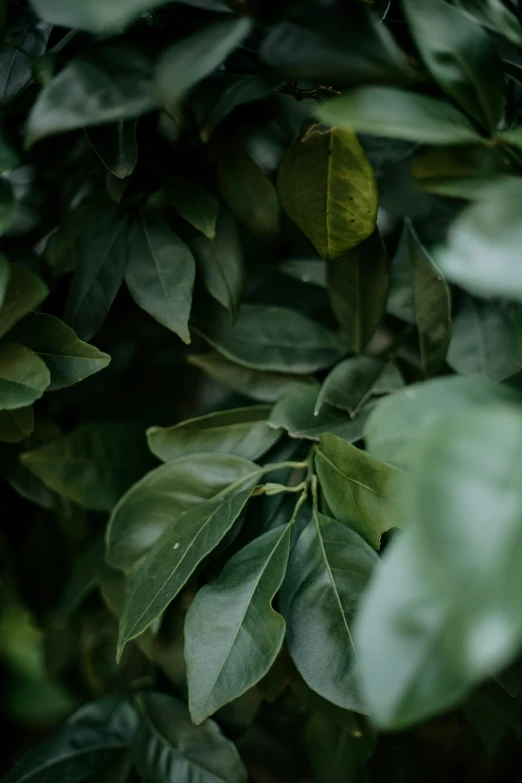 leaves with lots of green on them and dark background