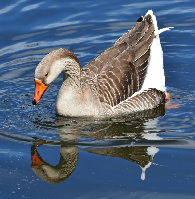 the bird is floating in the lake with a frizbee