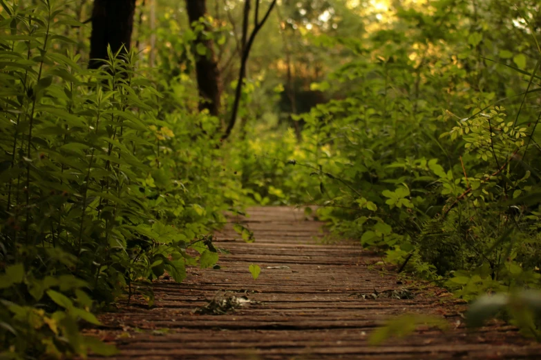 a pathway in the woods leads to a forest with lots of foliage