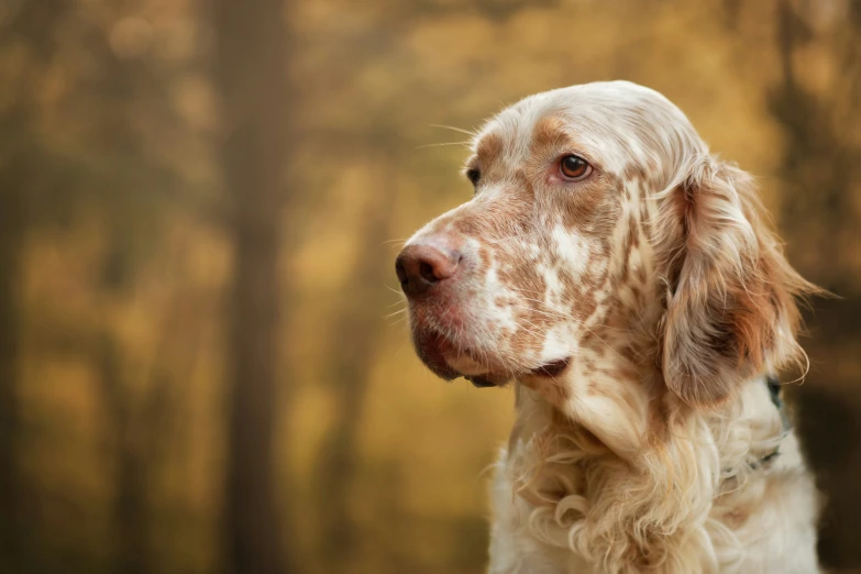 a close up of a dog looking into the distance