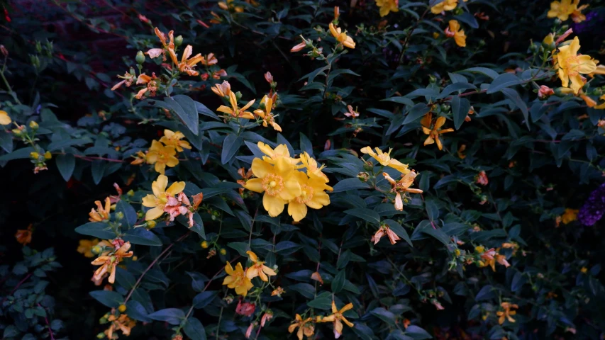 some yellow flowers some green leaves and bushes